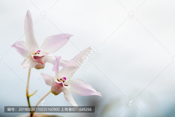 石斛