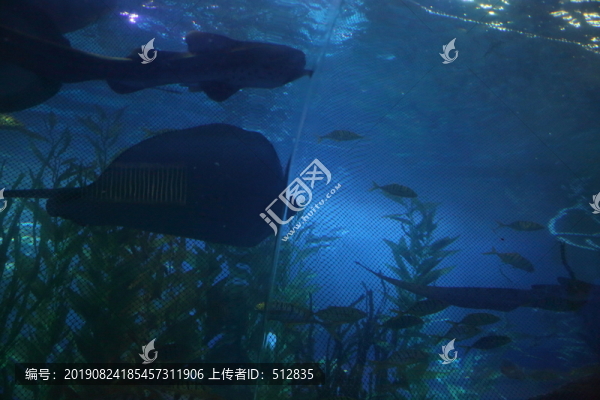 鯊魚