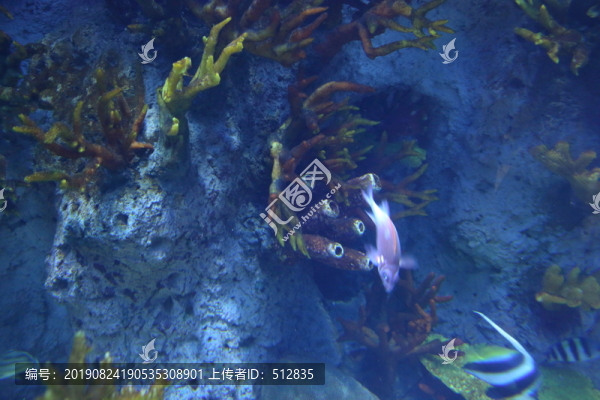 海洋生物