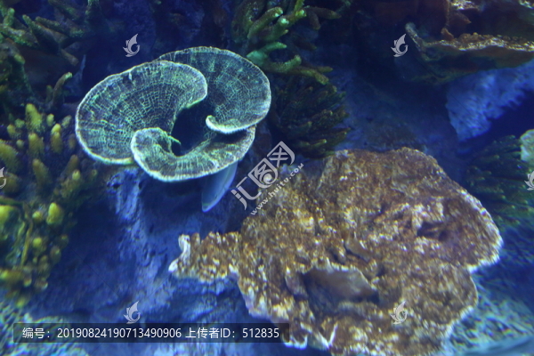 海洋生物