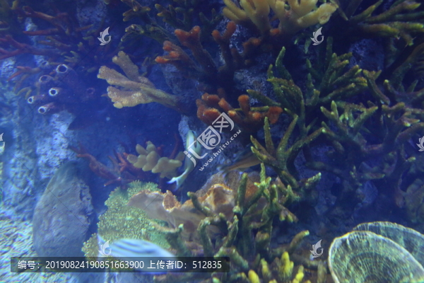 海洋生物