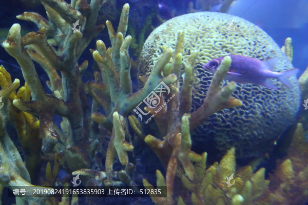 海洋生物