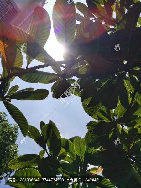 樹葉天空