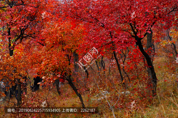 秋天紅葉