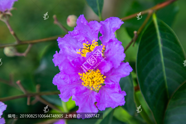 紫薇花