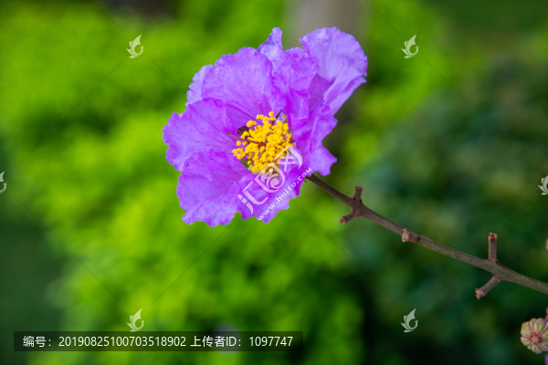 紫薇花