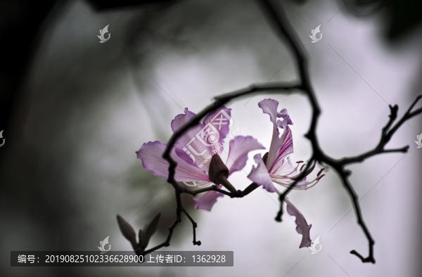 紫荊花