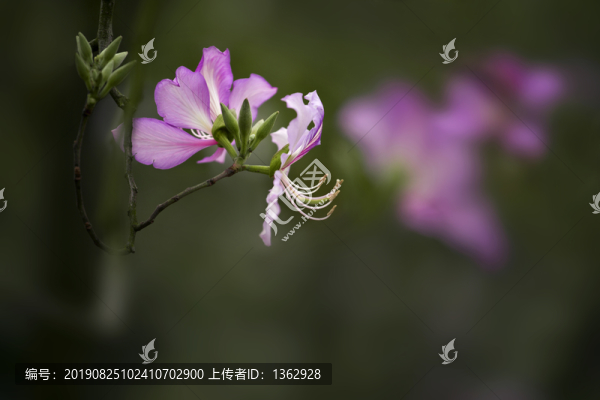 紫荊花