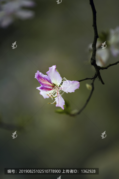 紫荊花