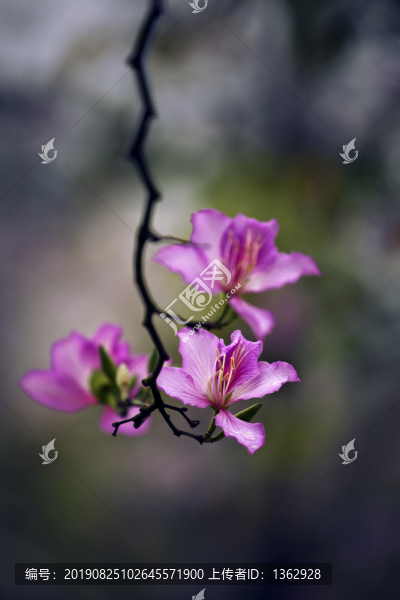 紫荊花
