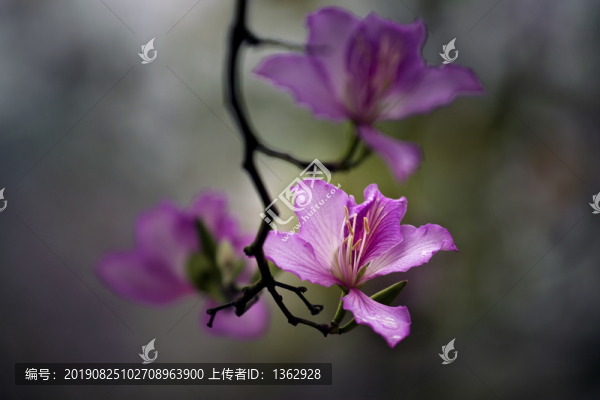 紫荊花