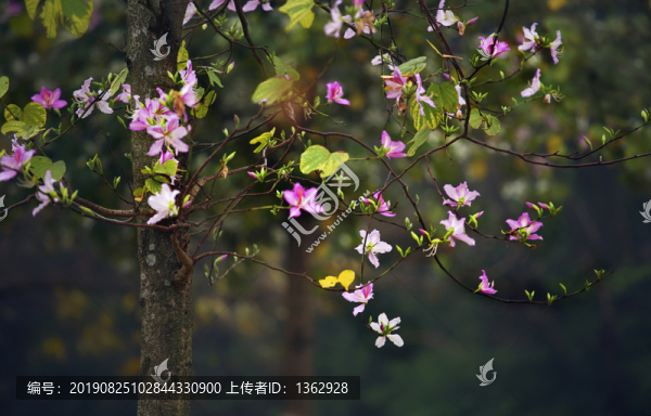 紫荊花