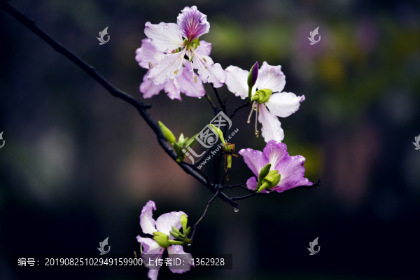 紫荊花