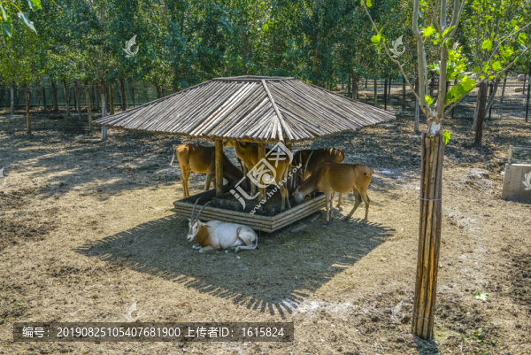 食草動(dòng)物養(yǎng)殖場(chǎng)