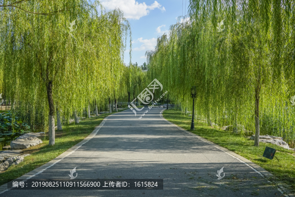 林蔭路高清大圖