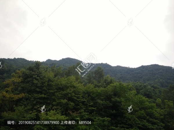 森林植被