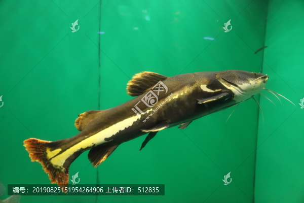 魚類