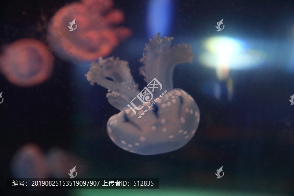 水母