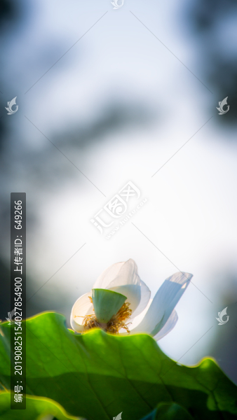 白荷花