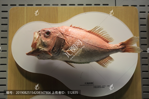 紅胸棘鯛
