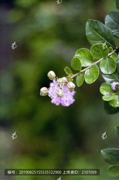 雨后的花
