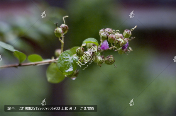 雨后的果實(shí)