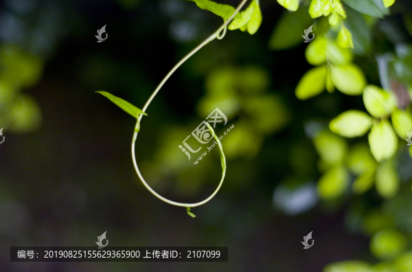 抽芽