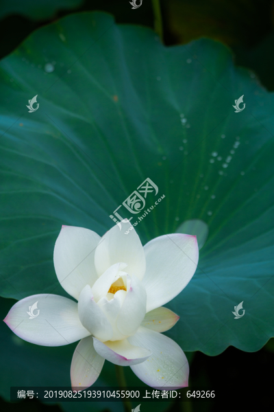 白荷花