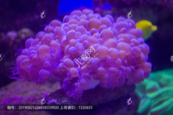 海洋生物