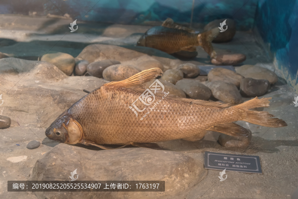 胭脂魚
