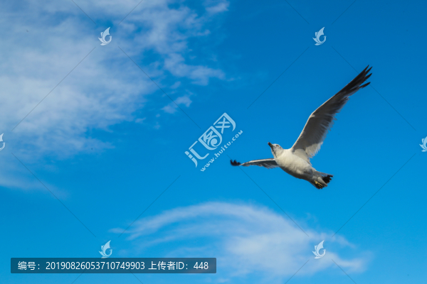 飛翔的海鷗