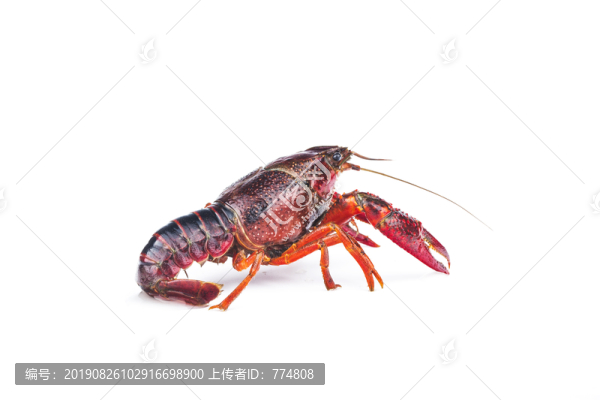 新鮮小龍蝦