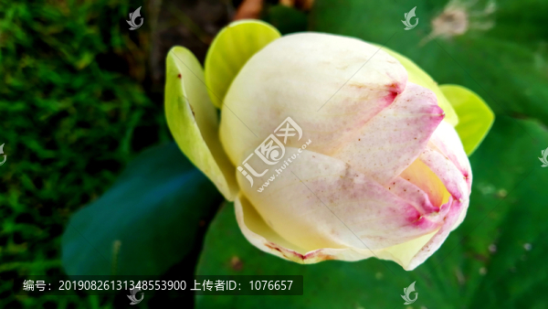 荷苑黃粉色荷花