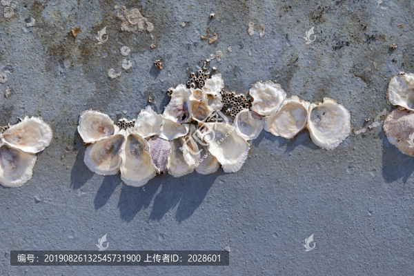 背景實拍4