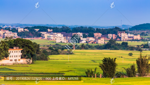 鄉(xiāng)村稻田