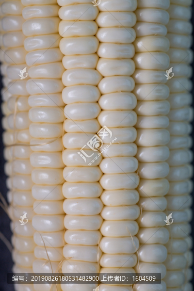 新鮮玉米07