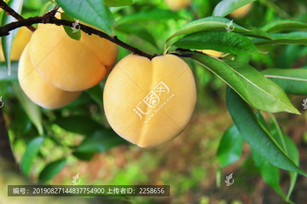 黃桃