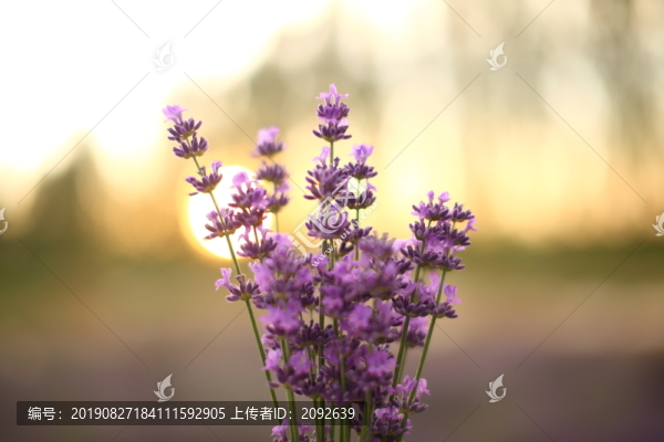 夕陽下的薰衣草花束