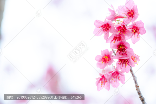冬櫻