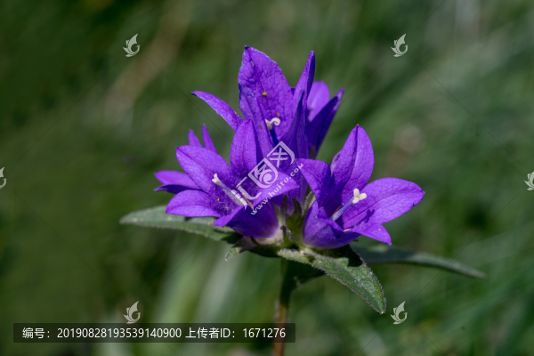 風(fēng)鈴草