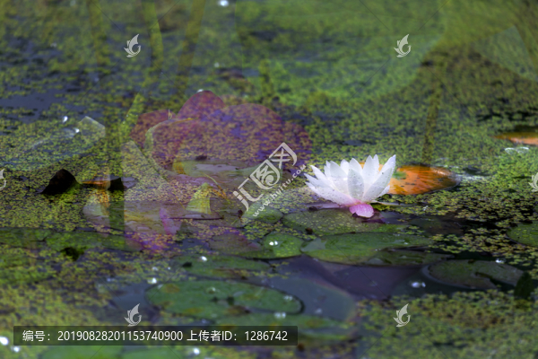 蓮花