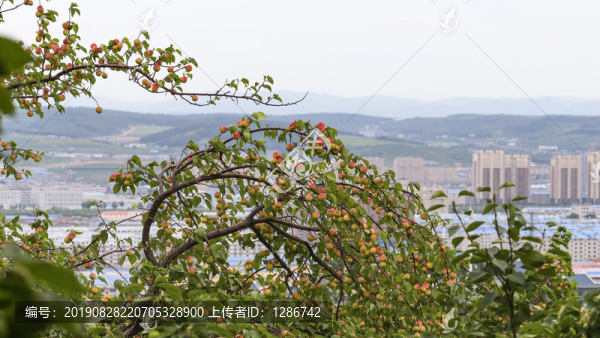 山杏