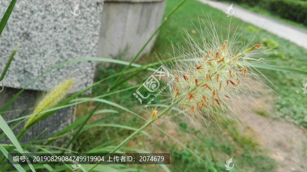 狼尾草