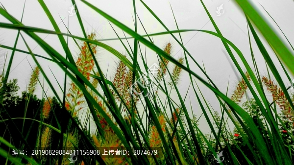 狼尾草