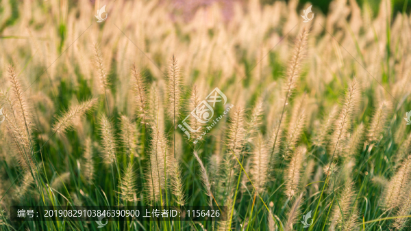 狗尾巴花