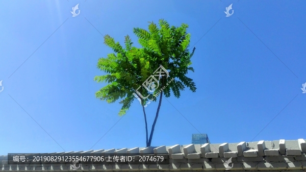 藍(lán)天綠樹