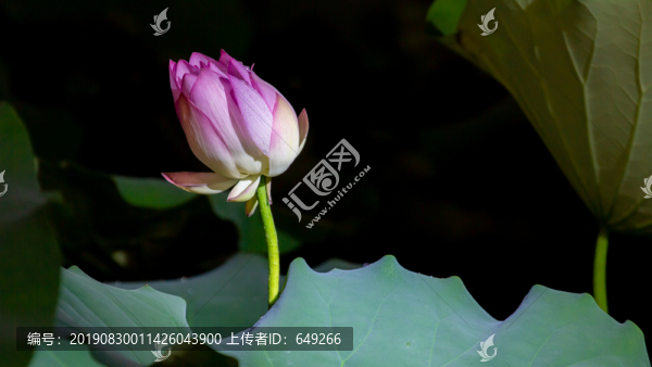 夜荷花