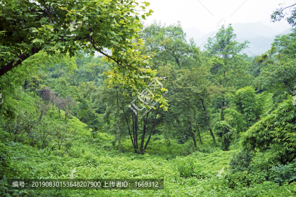 山林