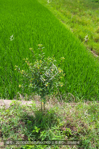 一顆小草