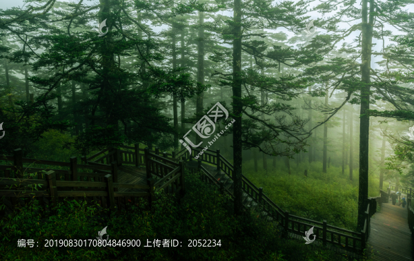 迷霧森林
